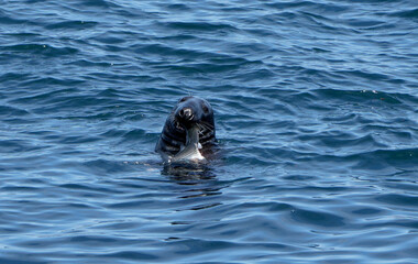 Fototapeta premium grey seal, Halichoerus grypus, eats a fish in the blue ocean water