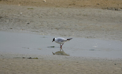 common black headed gull, Chroicocephalus ridibundus, wades in water on a beach