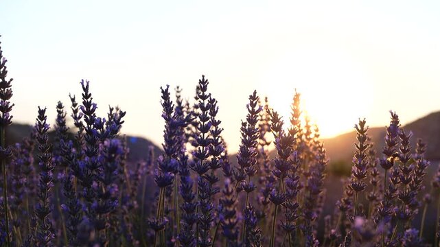 lavender field at sunset