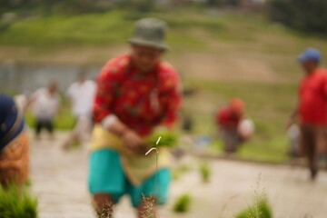 Exploring Sustainable Agriculture Practices: Enhancing Crop Yield, Organic Farming, and Rural...