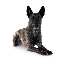 Dutch Shepherd in studio