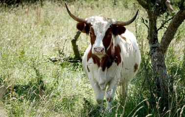 white and brown cow, Bos taurus, with horns stands in a field