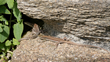 two common wall lizards, Podarcis muralis, bask on warm rocks