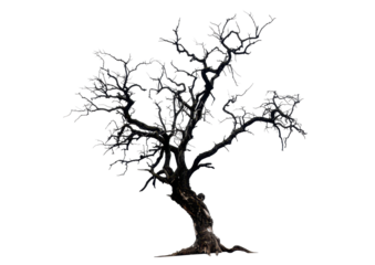 black dead tree isolated on white or transparent png