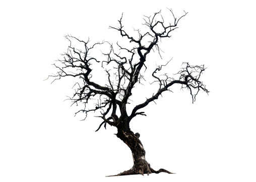 black dead tree isolated on white or transparent png