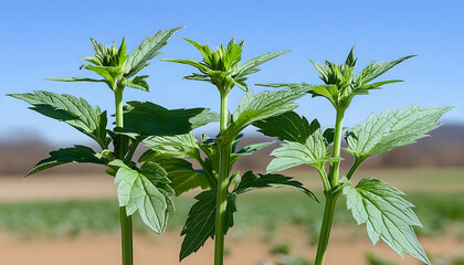 Obraz premium Three vibrant green plants reaching towards a clear blue sky in
