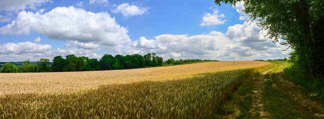Panoramic photo of a grassy field on a hill with a blue sky and white clouds in the afternoon sun. Location: Chermizy-Ailles (France)