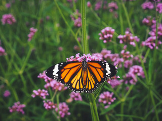 Beautiful butterfly in the garden perched on a purple flower.