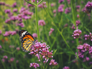 Beautiful butterfly in the garden perched on a purple flower.