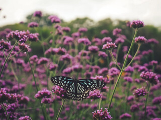 Beautiful butterfly in the garden perched on a purple flower.