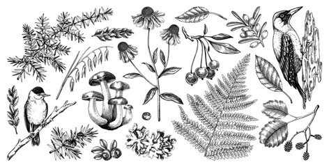 Autumn forest design elements in color. Hand drawn botanical illustrations of fall leaves, ferns, berries, and birds. Vintage fall plants sketches. NOT AI generated