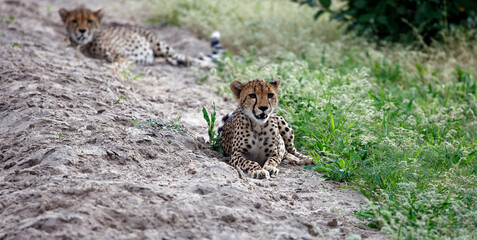Cheetahs in the Okavango delat Botswana