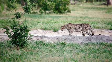 Cheetahs in the Okavango delat Botswana