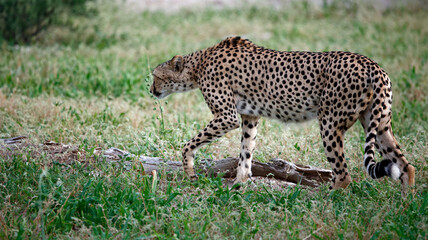 Cheetahs in the Okavango delat Botswana