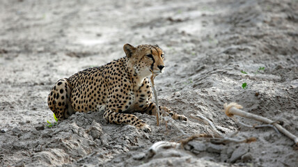 Cheetahs in the Okavango delat Botswana
