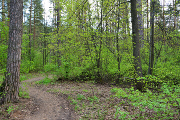 Forest Trail Scene Lush Greenery no people cloudy day