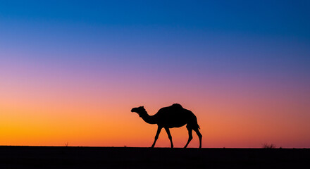 Silhouette of a camel elegantly walking against the backdrop of a vibrant desert sunset painting the sky with gradient of colors