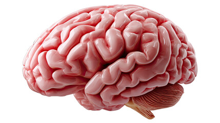 Human Brain Anatomy: A meticulously detailed representation of the human brain, showcasing its complex structure and intricate network of neural pathways, symbolizing intelligence, thought.