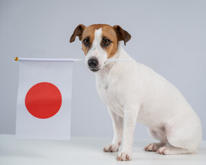 Jack Russell Terrier dog holding a Japanese flag on a white background.