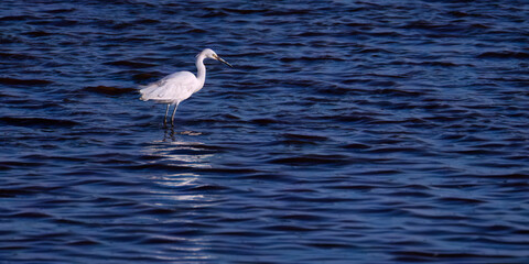 White egret bird wading in the water 