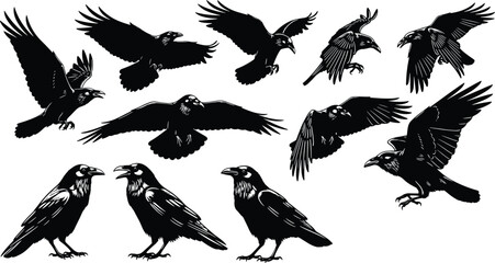 Flying raven vector illustration, crow silhouette in flight and standing pose, bird black art, spooky Halloween wildlife drawing design © Biplob Creatives