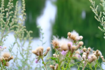 Variety of colourful wild flowers including corn marigold and poppies growing in the grass in  Meadows conservation area, summer time in english countryside