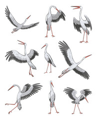 Crane bird set in realistic style, high quality detail. Vector illustration