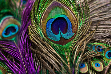 Naklejka premium Vibrant peacock feathers with intricate eye patterns iridescent blue
