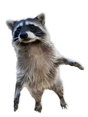 Playful Raccoon Reaching Out on White Background © Steam Cone Story
