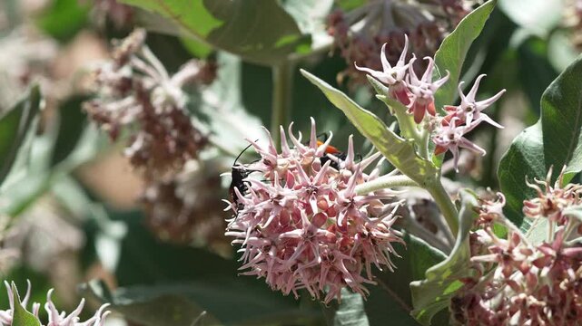 Tarantula hawks, crawling around on a milkweed plant flower in the Utah desert.