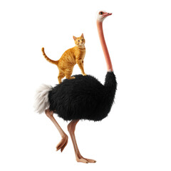 Playful Cat Riding an Ostrich in a Whimsical Scene with Lively Colors