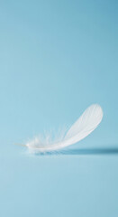 Obraz premium Delicate White Feather on Serene Blue Background