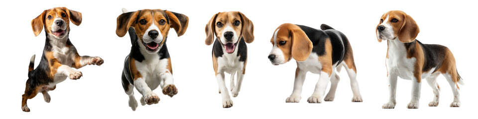 Playful Beagle Dogs in Various Poses on White Background