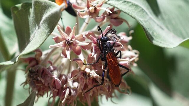Close up view of tarantula hawks on the flower of a milkweed in the Utah desert.