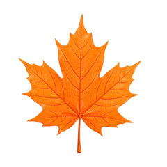 autumn maple leaf