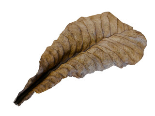 leaf isolated with transparent background. PNG