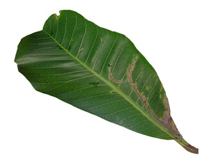 leaf isolated with transparent background. PNG