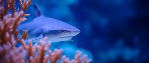 A shark swims past orange coral in the deep blue ocean. A scene of marine wildlife and underwater ecosystem for nature conservation projects