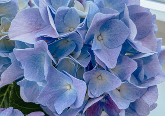 Gorgeous close-up of a blue hydrangea bloom, highlighting the intricate texture of its petals and the delicate white centers.