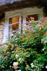 Variety of colourful wild flowers including corn marigold and poppies growing in the grass in  Meadows conservation area, summer time in english countryside