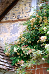 Variety of colourful wild flowers including corn marigold and poppies growing in the grass in  Meadows conservation area, summer time in english countryside
