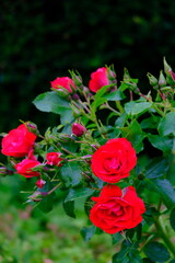 Variety of roses growing in the grass in  Meadows conservation area, summer time in english countryside
