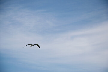 Seagull gliding through the expansive sky over Akranes, Iceland, in peaceful flight