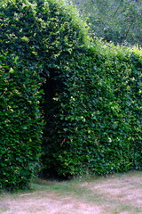Variety of colourful wild flowers including corn marigold and poppies growing in the grass in  Meadows conservation area, summer time in english countryside