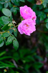 Variety of roses growing in the grass in  Meadows conservation area, summer time in english countryside