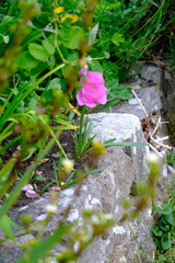 Variety of roses growing in the grass in  Meadows conservation area, summer time in english...
