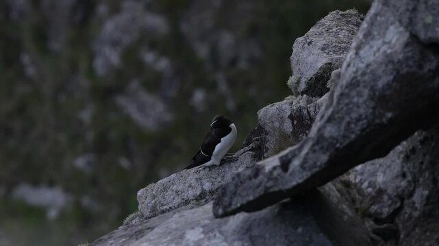 Bird mating courtship on the rock, Runde island, Norway. Razorbill, Alca torda, arctic black and white bird sitting on the rock, nature habitat, Iceland. Sea bird from Norway, on the rocky cliff. 