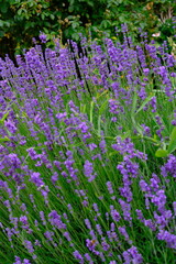 A mesmerizing lavender field displays its vibrant purple blooms, creating a serene and fragrant...