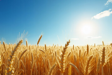 wheat field and blue sky