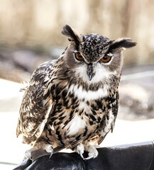 great horned owl in winter